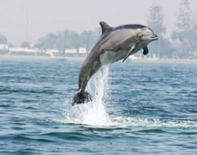 soziales-delfin_vitali-pal-400×315