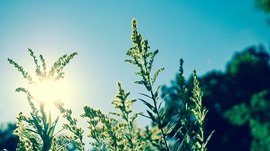 Vitamin D, das Sonnenhormon.